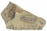 Trilobite (Bavarilla) With Preserved Antennae - Morocco #234548-1